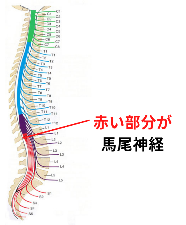 馬尾神経を説明している画像