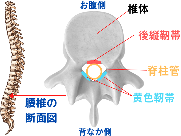 脊柱管の構造を骨の断面から説明している画像