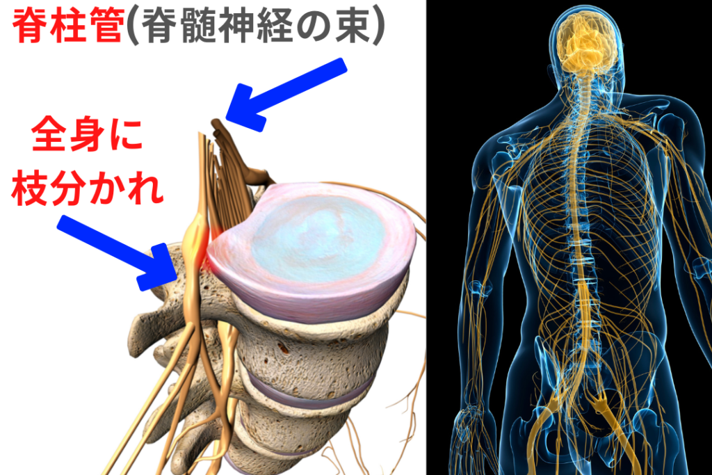 脊柱管の構造を説明している画像