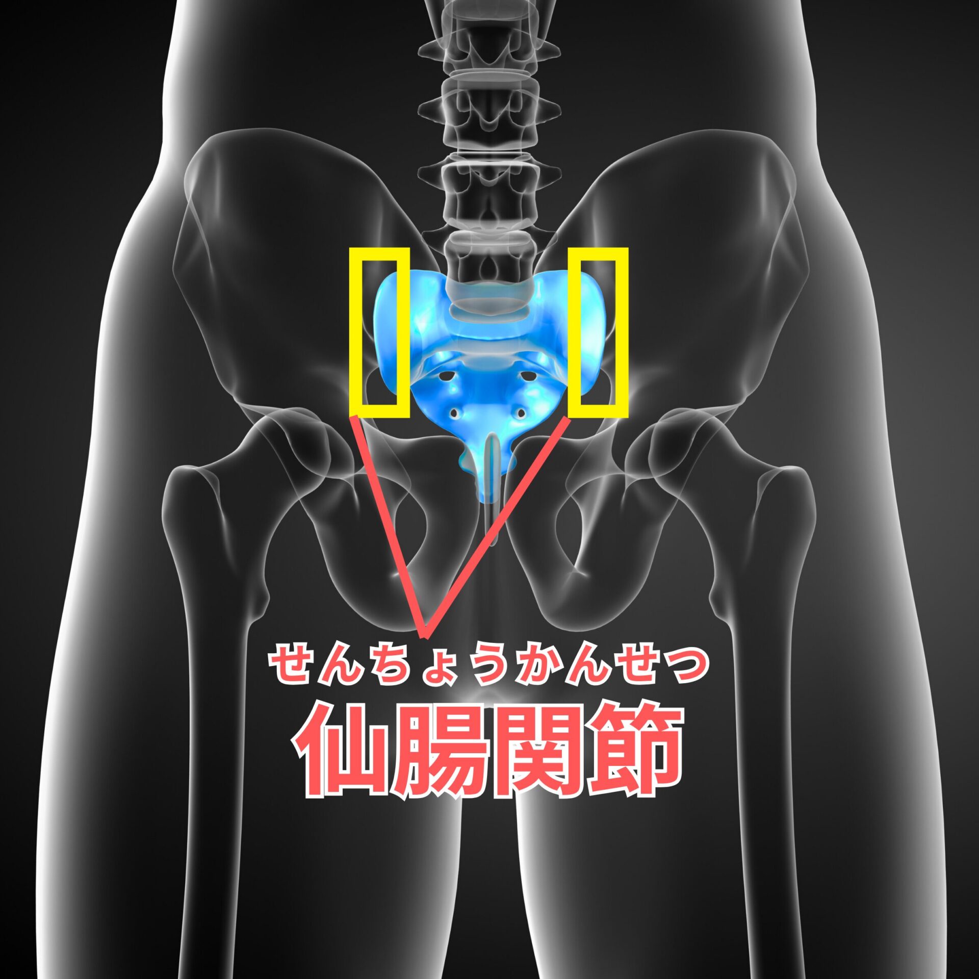 仙腸関節のイラスト